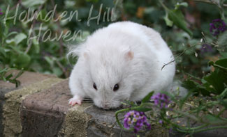 Mirage- Silver Dove Tortoiseshell and White (Banded) Longhaired